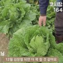 대박농약365할인마트 네이버블로그