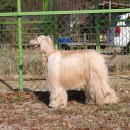 아이페티앙 이미지