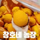 창호농장 | 제주 창호네 농장 한라봉 후기-후숙 없이도 달콤한 고급 한라봉