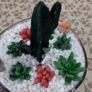 다육이공방 이미지