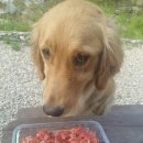 도그마실 이미지