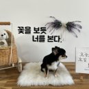 꾸며줄개 이미지