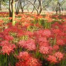 밀밭농장 이미지