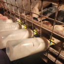 쭈쭈농장 이미지