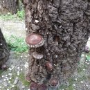 참나무원목표고버섯으로설탕기타 이미지