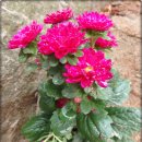 교동시장 1 이미지