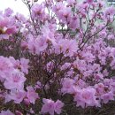 예당5일시장 이미지