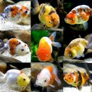 채형농장 이미지