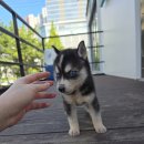 폼스키 | 창원강아지분양 후기 폼스키와 함께한 우리 가족의 첫걸음