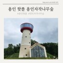 나무숲소 | 용인 인스타 핫플 용인자작나무숲 방문 후기
