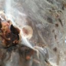 표고버섯 톱밥 재배는 배지가 "속은 습하고 바깥은 건조'한 환경조건을 만족시켜야 백화고가 만들어진다. 이미지