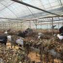 해경농장 이미지