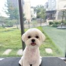 슈앤트리 이미지