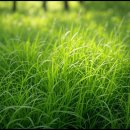 강아지풀 이미지