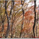 금북정맥12구간 성거산-위례산-엽돈재-서운산-장고개-옥정현 이미지