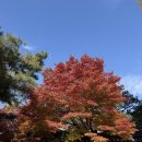 댓돌 | [안국] 경춘자의 라면땡기는 날 (일명 라땡), 경복궁/삼청동 근처 매운 라면 맛집 솔직후기