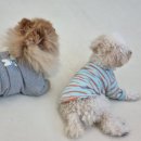 아르멍미르멍 이미지