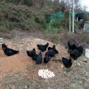 구구랜드 실키팜 이미지