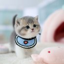 블루골드바이 브리티쉬숏헤어 남아 신입냥이 &#39;로즈&#39; 소개해요~!
