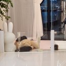 306 퍼피 이미지