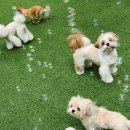 멍찌애견유치원 이미지