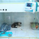 메디펫우리동물병원 이미지