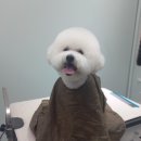 #the예쁘개 이미지