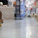 이끌리개 이미지