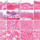 칼상어를 저산소 또는 산소 재공급 후의 피부, 근육 및 아가미의 조직학적 변화. 이미지