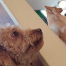 강아지 천국 | [내돈내산] 청주 산남동 애견카페 개꿈 🐶 강아지 천국에서 힐링하고 온 후기 ✨