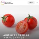 도마도마도 이미지