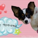 퍼피스캔들 이미지