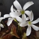 시랑 초등학교 이미지