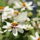 나비주유소 이미지