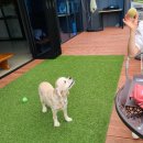 퍼피 앤 퍼피(PUPPY & PUPPY) 이미지