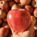 청송농장 | 고씨네농장 청송 안동 부사 꿀사과 가정용 못난이 실속 후기