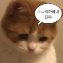 태기뷰티 | 식태기 올 뻔해서 식쇼를 해
