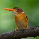 술라웨시 난쟁이 물총새 [Sulawesi Dwarf-kingfisher] 이미지