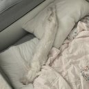 털로 덮인 친구들 인천검단점 | [인천/김포] 털로덮인친구들 인천검단점 :: 우리집 개쪽이도 강아지 유치원에 다닌다
