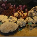 계룡산자연사박물관 이미지