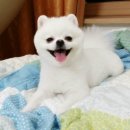 스타일나개 이미지