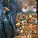 뚜뚜루 | 대전 엑스포 신세계 백화점 아쿠아리움 방문 후기