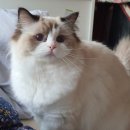 캣돌 캐터리 이미지