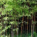 대숲 이미지