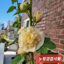 (완료)겹접시 연노랑 이미지
