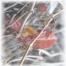 펠리체리조트 이미지