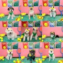 댕라이킷 이미지