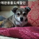 애완용품도매·할인