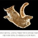 키 높이 9배 점프에도 ‘만점 착지’, 고양이의 비결은? 이미지