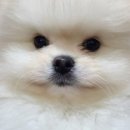 퍼스트독, 캣 이미지